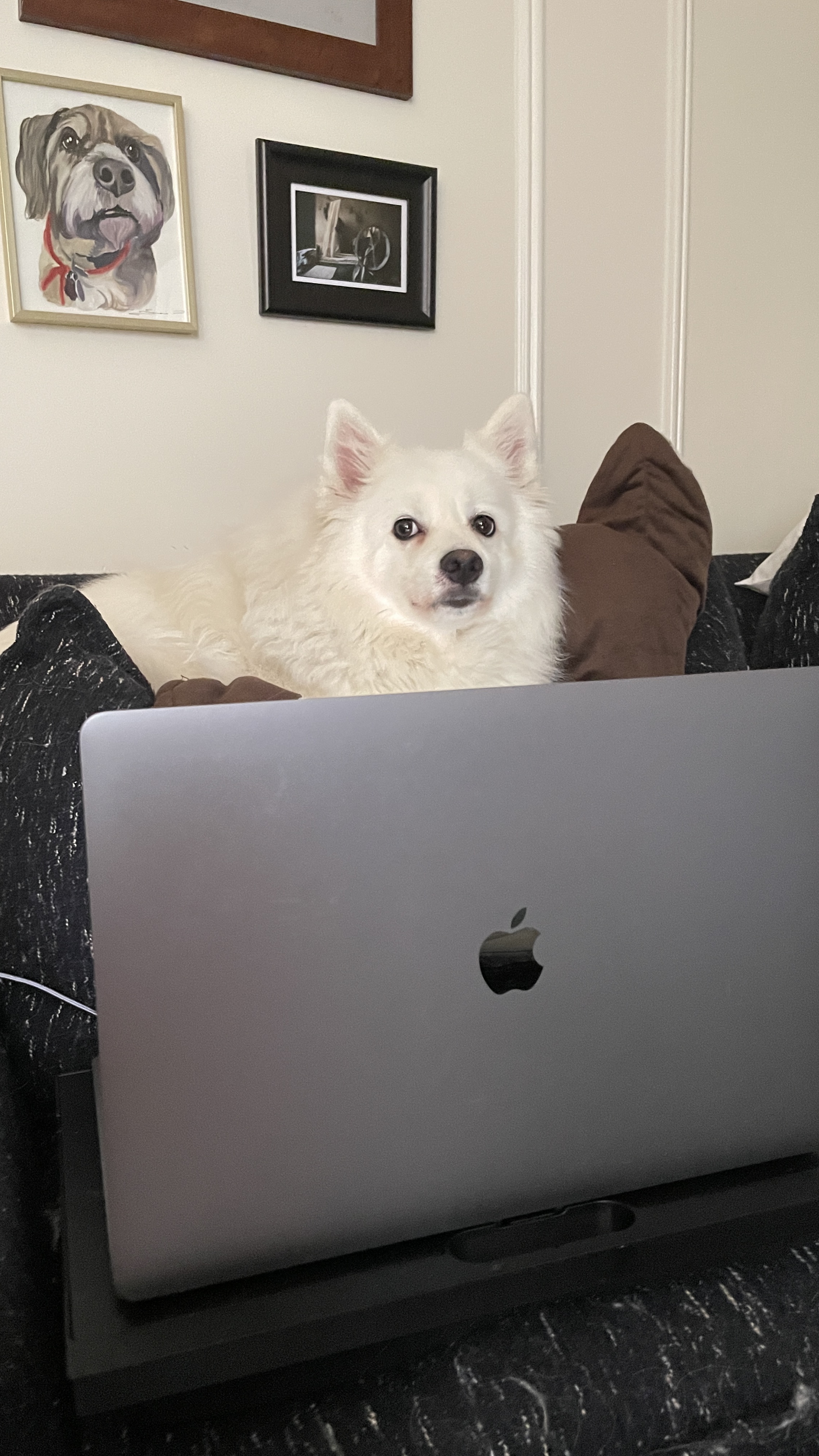 A white dog sitting behind a laptop